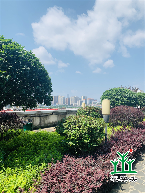 長沙高橋大市場(chǎng)屋頂綠化項(xiàng)目